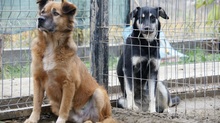 OLAF, Hund, Mischlingshund in Rumänien - Bild 4