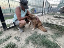 OLAF, Hund, Mischlingshund in Rumänien - Bild 6