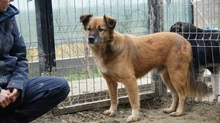 OLAF, Hund, Mischlingshund in Rumänien - Bild 7