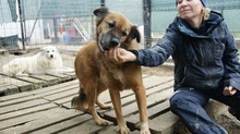 OLAF, Hund, Mischlingshund in Rumänien - Bild 8