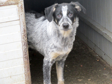 HELA, Hund, Mischlingshund in Rumänien - Bild 1