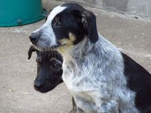 HELA, Hund, Mischlingshund in Rumänien - Bild 3