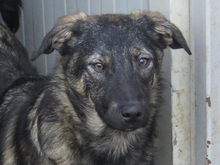 HANNI, Hund, Mischlingshund in Rumänien - Bild 1