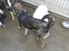 HANNI, Hund, Mischlingshund in Rumänien - Bild 5