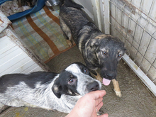 HANNI, Hund, Mischlingshund in Rumänien - Bild 6