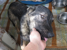 HANNI, Hund, Mischlingshund in Rumänien - Bild 7