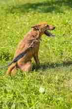 MERIDA, Hund, Mischlingshund in Polen - Bild 4