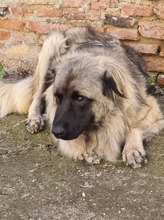 MAJA, Hund, Mischlingshund in Rumänien - Bild 11