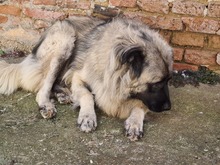 MAJA, Hund, Mischlingshund in Rumänien - Bild 12