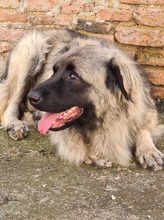 MAJA, Hund, Mischlingshund in Rumänien - Bild 2