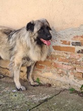 MAJA, Hund, Mischlingshund in Rumänien - Bild 3