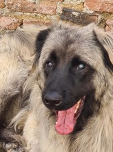 MAJA, Hund, Mischlingshund in Rumänien - Bild 5