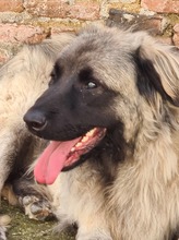 MAJA, Hund, Mischlingshund in Rumänien - Bild 6