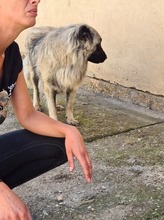 MAJA, Hund, Mischlingshund in Rumänien - Bild 7