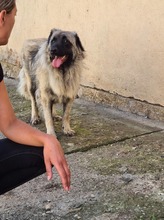 MAJA, Hund, Mischlingshund in Rumänien - Bild 9