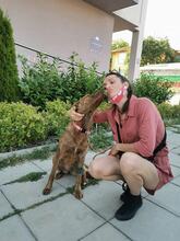 MAYA, Hund, Mischlingshund in Bulgarien - Bild 3