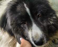 MAYABEE, Hund, Mischlingshund in Bulgarien - Bild 1