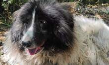 MAYABEE, Hund, Mischlingshund in Bulgarien - Bild 2
