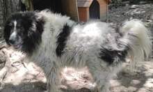 MAYABEE, Hund, Mischlingshund in Bulgarien - Bild 3