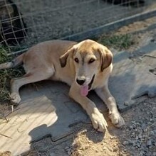 BARRY, Hund, Mischlingshund in Griechenland - Bild 10