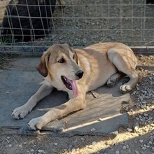 BARRY, Hund, Mischlingshund in Griechenland - Bild 11