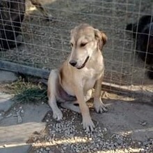 BARRY, Hund, Mischlingshund in Griechenland - Bild 12