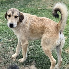 BARRY, Hund, Mischlingshund in Griechenland - Bild 2