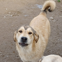 BARRY, Hund, Mischlingshund in Griechenland - Bild 4