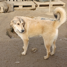 BARRY, Hund, Mischlingshund in Griechenland - Bild 5