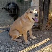 BARRY, Hund, Mischlingshund in Griechenland - Bild 7