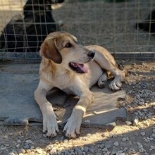 BARRY, Hund, Mischlingshund in Griechenland - Bild 8