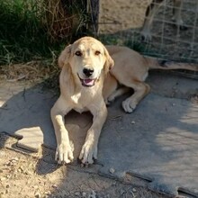 BARRY, Hund, Mischlingshund in Griechenland - Bild 9