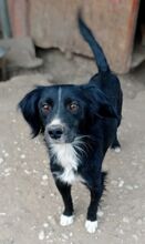 PICASSO, Hund, Mischlingshund in Griechenland - Bild 1