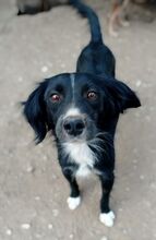 PICASSO, Hund, Mischlingshund in Griechenland - Bild 2