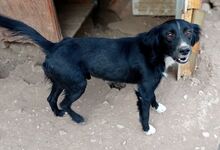 PICASSO, Hund, Mischlingshund in Griechenland - Bild 3