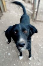 PICASSO, Hund, Mischlingshund in Griechenland - Bild 5