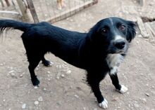 PICASSO, Hund, Mischlingshund in Griechenland - Bild 6