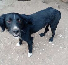 PICASSO, Hund, Mischlingshund in Griechenland - Bild 8