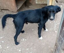 PICASSO, Hund, Mischlingshund in Griechenland - Bild 9