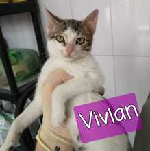 VIVIAN, Katze, Hauskatze in Rumänien - Bild 1