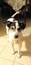 NALA, Hund, Mischlingshund in Griechenland - Bild 2