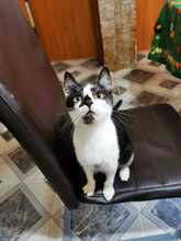 HARRY, Katze, Hauskatze in Rumänien - Bild 3