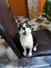 HARRY, Katze, Hauskatze in Rumänien - Bild 4