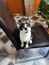 HARRY, Katze, Hauskatze in Rumänien - Bild 5