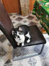 HARRY, Katze, Hauskatze in Rumänien - Bild 6