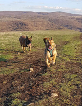 BLOSSOM, Hund, Mischlingshund in Rumänien - Bild 10