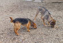 BLOSSOM, Hund, Mischlingshund in Rumänien - Bild 12