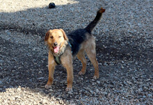 BLOSSOM, Hund, Mischlingshund in Rumänien - Bild 13
