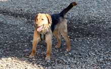 BLOSSOM, Hund, Mischlingshund in Rumänien - Bild 16