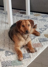 BLOSSOM, Hund, Mischlingshund in Rumänien - Bild 2